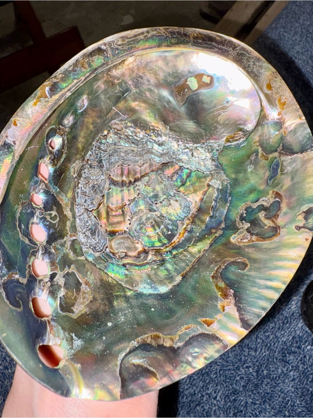 Iridescent Abalone Shell Decorative Bowl - Natural Multi-Color Accent